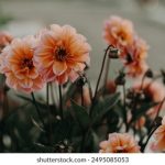 揭秘28娱乐平台:安全性、奖金和用户评价全解析 1zk414tf