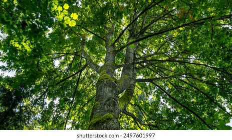 新博2：探索全新游戏世界的奇妙冒险之旅