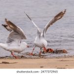 揭秘b88的安全性与合法性,确保玩家的资金安全 jhibqxnshv