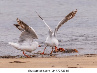 揭秘b88的安全性与合法性,确保玩家的资金安全