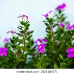 11108con最快开奖结果一触即发,实时更新中 x7qffv1k